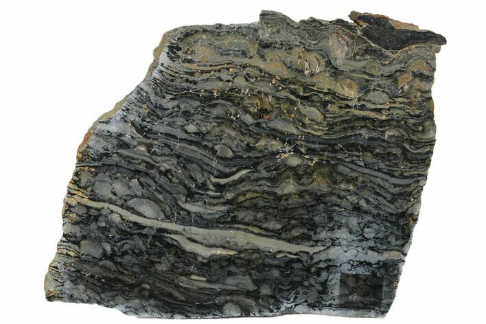 Polished Stromatolite (Alcheringa) Slab - Billion Years #180007